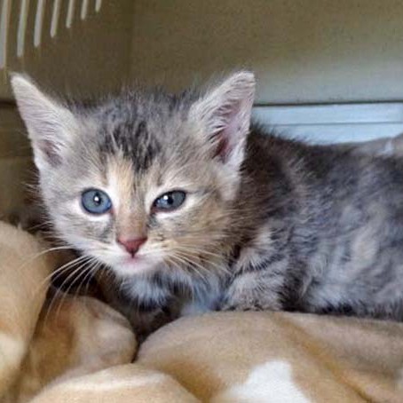 Kätzin Farina  / © 2015 Arche KaNaum (DN) Kätzin Farina / © 2015 Arche KaNaum (DN)