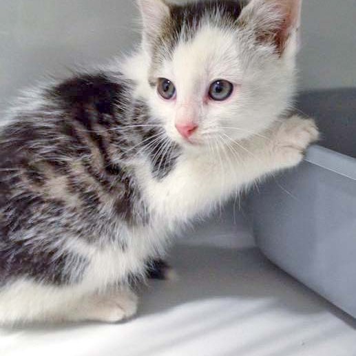 Katerchen Julius / © 2015 Arche KaNaum (DN) Katerchen Julius / © 2015 Arche KaNaum (DN)