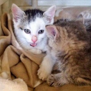 Katerchen Julius (l.) mit Schwester Farina / © 2015 Arche KaNaum (DN)