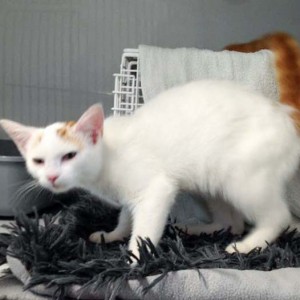 Fund-Kater Kaspar (aka Romeo)  / © 2015 Arche KaNaum (DN) Fund-Kater Kaspar (aka Romeo) / © 2015 Arche KaNaum (DN)