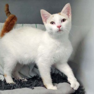 Fund-Kater Kaspar (aka Romeo)  / © 2015 Arche KaNaum (DN) Fund-Kater Kaspar (aka Romeo) / © 2015 Arche KaNaum (DN)