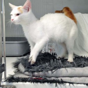 Fund-Kater Kaspar (aka Romeo)  / © 2015 Arche KaNaum (DN) Fund-Kater Kaspar (aka Romeo) / © 2015 Arche KaNaum (DN)