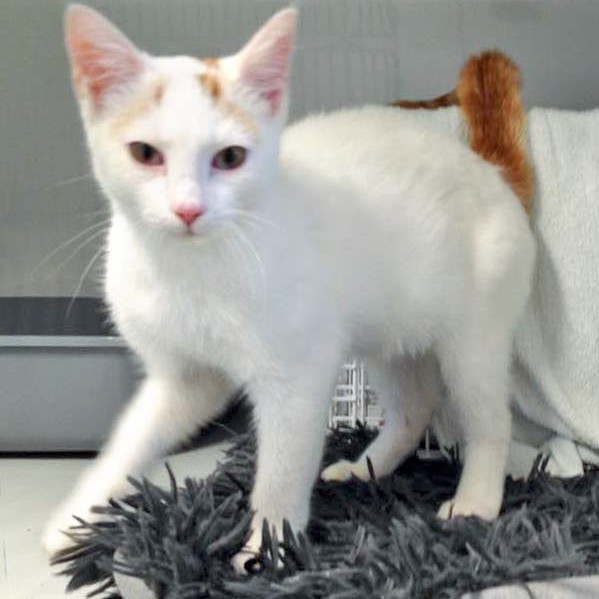 Fund-Kater Kaspar (aka Romeo)  / © 2015 Arche KaNaum (DN) Fund-Kater Kaspar (aka Romeo) / © 2015 Arche KaNaum (DN)