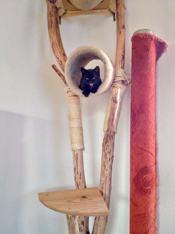 Katerchen Nero in großer Not / © 2015 Arche KaNaum (DN)