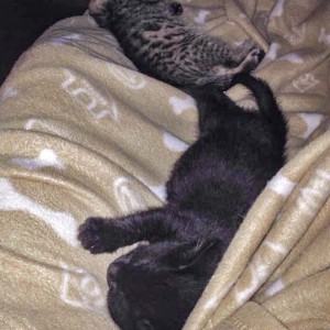 Katerchen Nero (v.) mit Freundin Holly / © 2015 Arche KaNaum (DN)