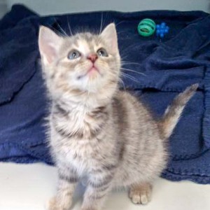 Kätzin Farina / © 2015 Arche KaNaum (DN)