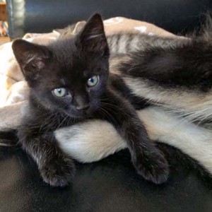 Katerchen Nero mit Solas Füßen / © 2015 Arche KaNaum (DN)