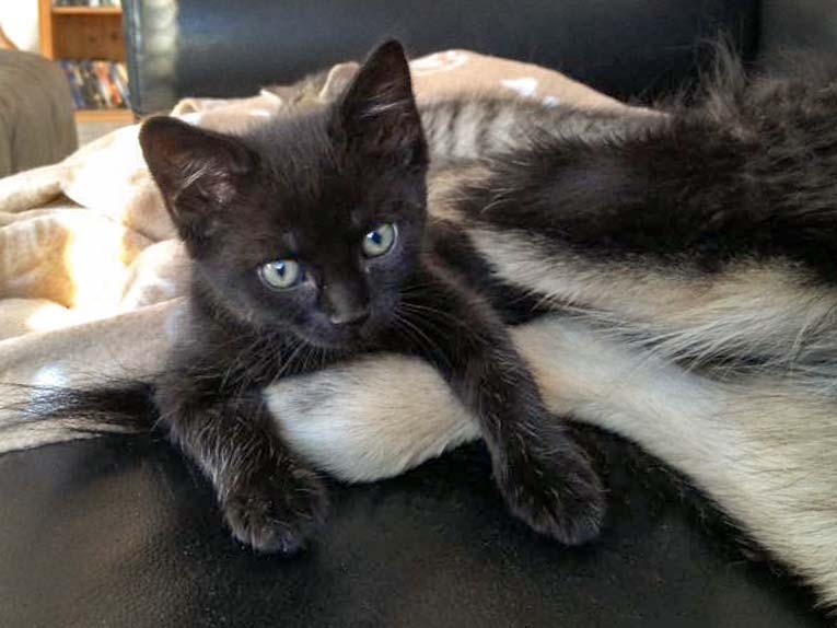 Katerchen Nero mit Solas Füßen / © 2015 Arche KaNaum (DN)