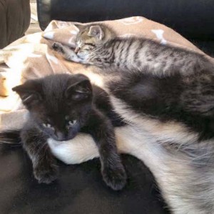 Katerchen Nero (v.) mit Freundin Holly und Solas Füßen / © 2015 Arche KaNaum (DN)