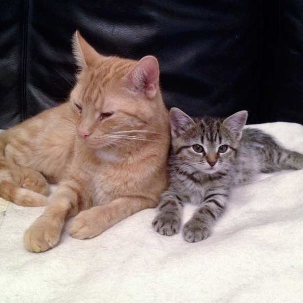 "Onkel" Kevin (l.) mit Kätzin Holly / © 2015 Arche KaNaum (DN)