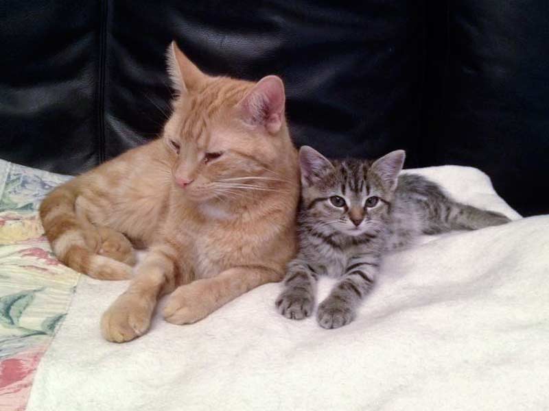 "Onkel" Kevin (l.) mit Kätzin Holly / © 2015 Arche KaNaum (DN)