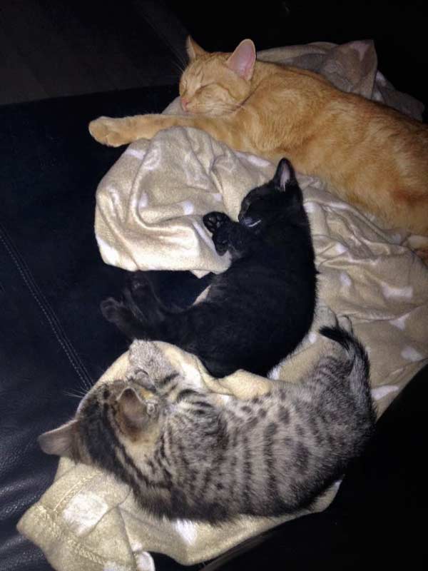 "Onkel" Kevin (h.) mit Katerchen Nero (m.) und Kätzin Holly / © 2015 Arche KaNaum (DN)