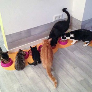 Die neue Großfamilie von Holly (2. v.l.) und Nero (3. v.l.) / © 2015 Arche KaNaum (DN)