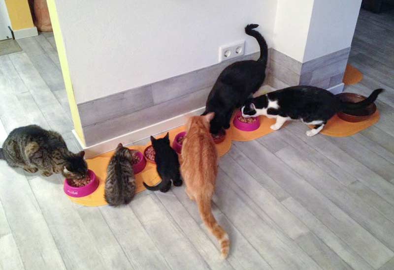 Die neue Großfamilie von Holly (2. v.l.) und Nero (3. v.l.) / © 2015 Arche KaNaum (DN)