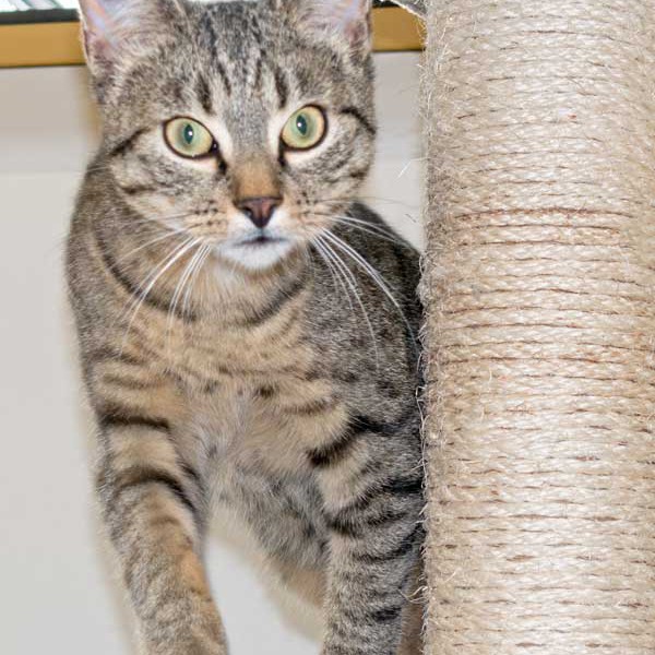 Kater Cooper / © 2015 Arche KaNaum (NH) Kater Cooper / © 2015 Arche KaNaum (NH)