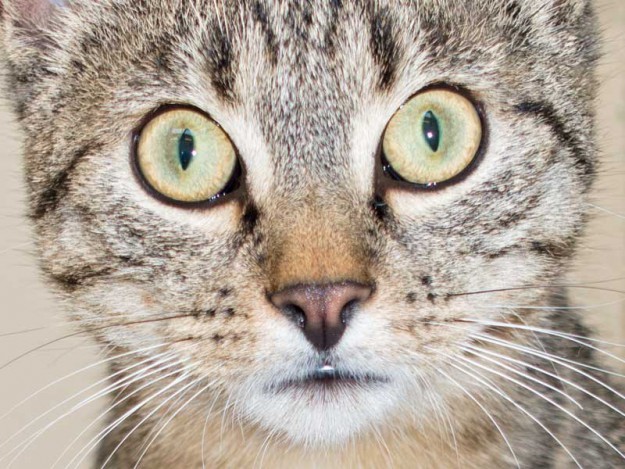 Kater Cooper / © 2015 Arche KaNaum (NH)