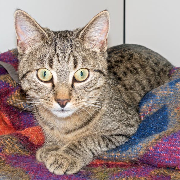 Kater Cooper / © 2015 Arche KaNaum (NH) Kater Cooper / © 2015 Arche KaNaum (NH)