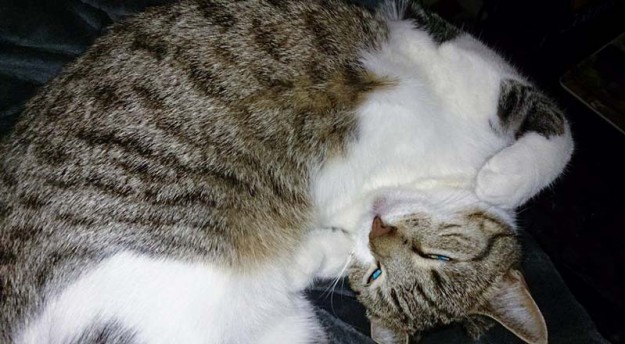 Kätzin Conny fühlt sich mittlerweile super wohl in ihrem neuen Zuhause / © 14.11.'15 Privat