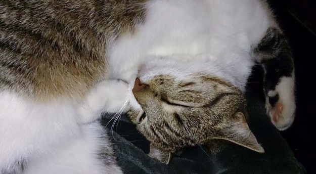 Kätzin Conny fühlt sich mittlerweile super wohl in ihrem neuen Zuhause / © 14.11.'15 Privat