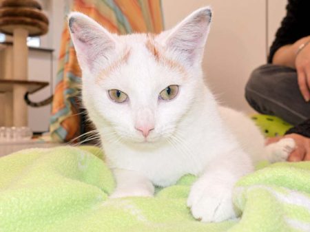 Kater Kaspar / © 2015 Arche KaNaum (NH)