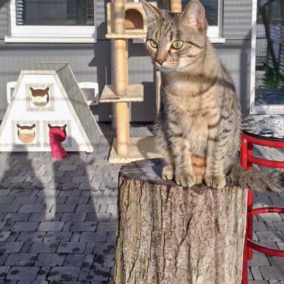 Kater Cooper / © 2015 Arche KaNaum (DN) Kater Cooper / © 2015 Arche KaNaum (DN)