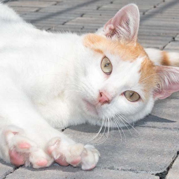 Kater Findus / © 2016 Arche KaNaum (NH) Kater Findus / © 2016 Arche KaNaum (NH)