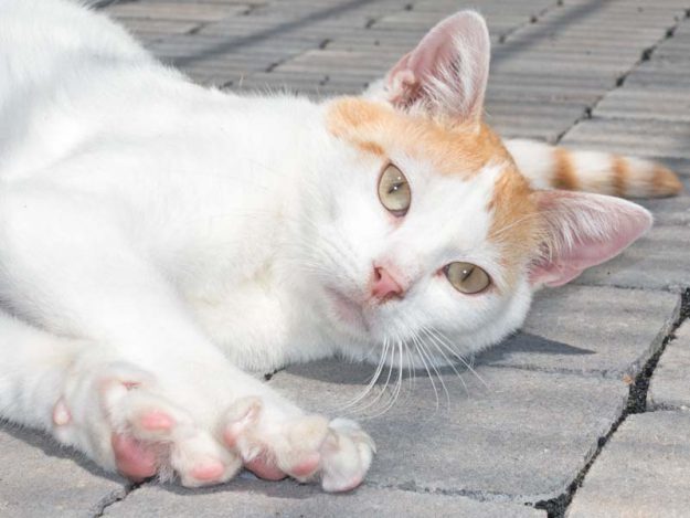 Kater Findus / © 2016 Arche KaNaum (NH)