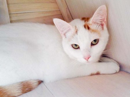 Kater Kaspar / © 2016 Arche KaNaum (DN)