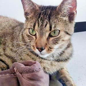 Kater Carlson / © 2016 Arche KaNaum (DN)