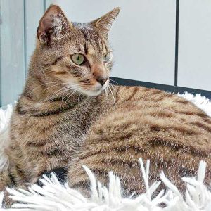 Kater Carlson / © 2016 Arche KaNaum (DN)