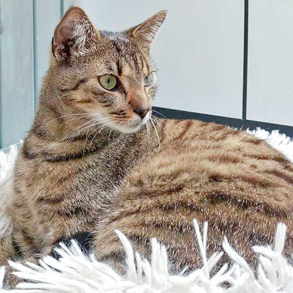 Kater Carlson / © 2016 Arche KaNaum (DN)