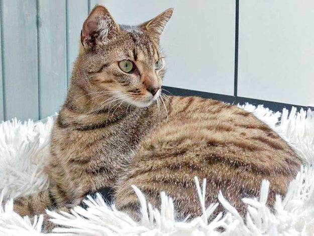 Kater Carlson / © 2016 Arche KaNaum (DN)