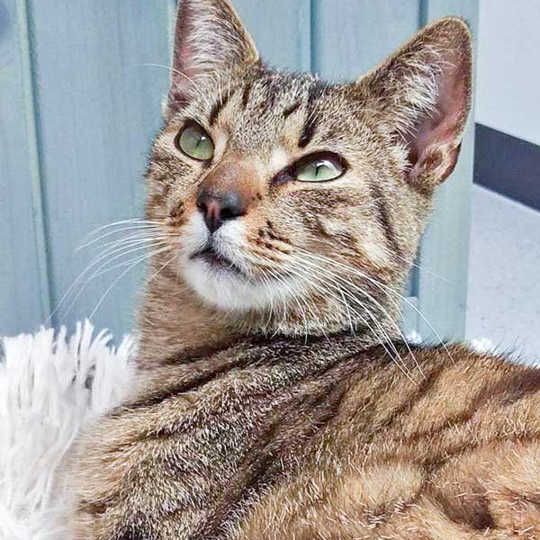 Kater Carlson / © 2016 Arche KaNaum (DN)