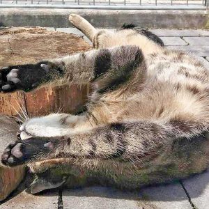 Kater Carlson / © 2016 Arche KaNaum (DN)