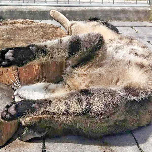 Kater Carlson / © 2016 Arche KaNaum (DN)