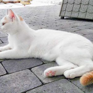 Kater Kaspar  / © 2016 Arche KaNaum (DN) Kater Kaspar / © 2016 Arche KaNaum (DN)