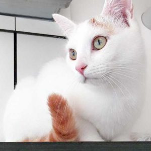 Kater Kaspar  / © 2016 Arche KaNaum (DN) Kater Kaspar / © 2016 Arche KaNaum (DN)