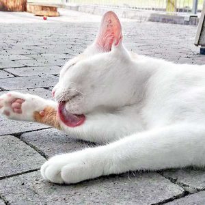 Kater Kaspar  / © 2016 Arche KaNaum (DN) Kater Kaspar / © 2016 Arche KaNaum (DN)