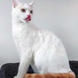 Kater Kaspar  / © 2016 Arche KaNaum (DN)Kater Kaspar  / © 2016 Arche KaNaum (DN) Kater Kaspar / © 2016 Arche KaNaum (DN)