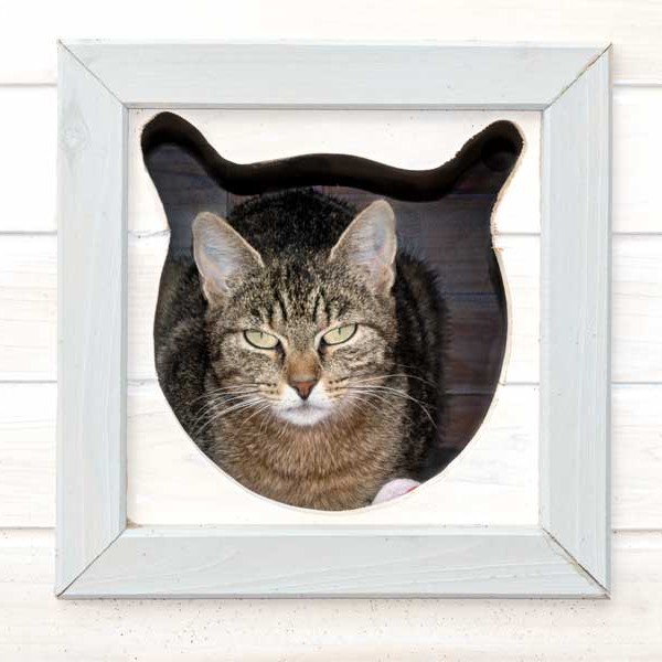 Kätzin Benice / © 2015 Arche KaNaum (NH)