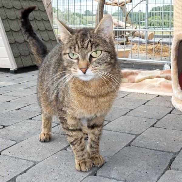 Kätzin Benice / © 2015 Arche KaNaum (NH)