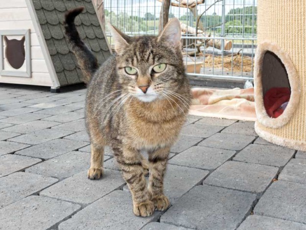 Kätzin Benice / © 2015 Arche KaNaum (NH)