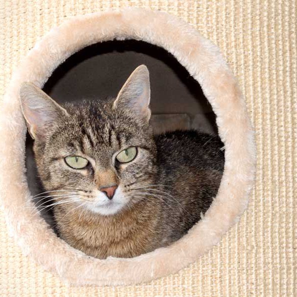 Kätzin Benice / © 2015 Arche KaNaum (NH)