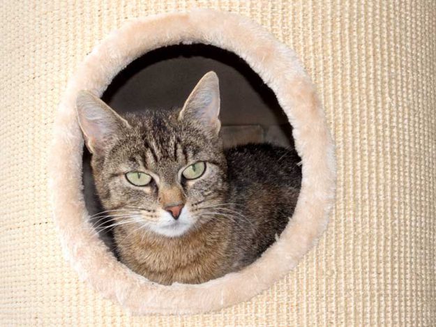 Kätzin Benice / © 2015 Arche KaNaum (NH)