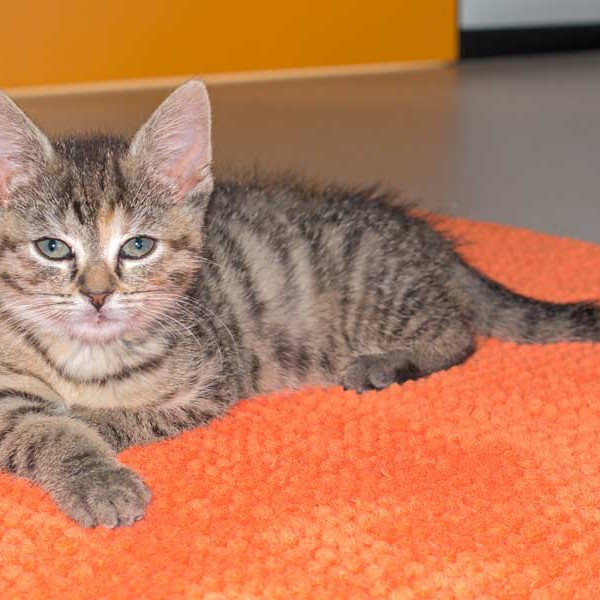 Kätzin Mausi  / © 2015 Arche KaNaum (NH) Kätzin Mausi / © 2015 Arche KaNaum (NH)