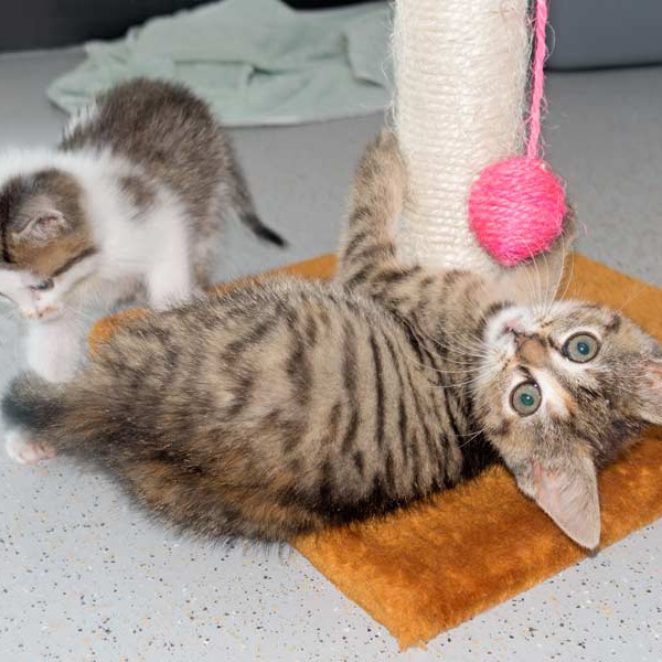 Kätzin Mausi  / © 2015 Arche KaNaum (NH) Kätzin Mausi / © 2015 Arche KaNaum (NH)