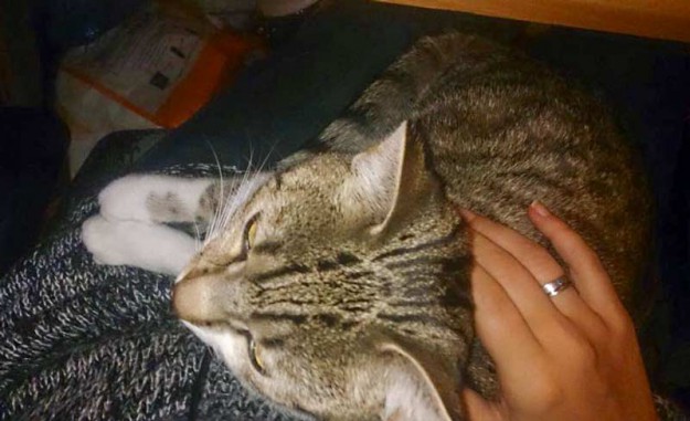 Kätzin Conny fühlt sich mittlerweile super wohl in ihrem neuen Zuhause / © 10.09.'15 Privat