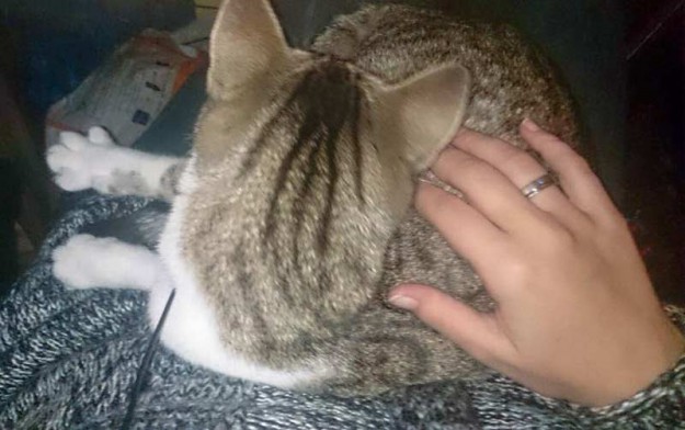 Kätzin Conny fühlt sich mittlerweile super wohl in ihrem neuen Zuhause / © 10.09.'15 Privat