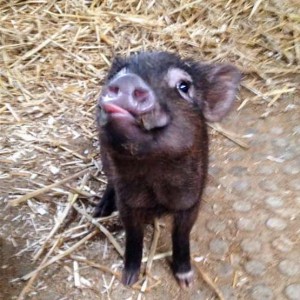 Gnadenhof-Schweinchen Basti / © 2015 Arche KaNaum (DN) Gnadenhof-Schweinchen Basti / © 2015 Arche KaNaum (DN)