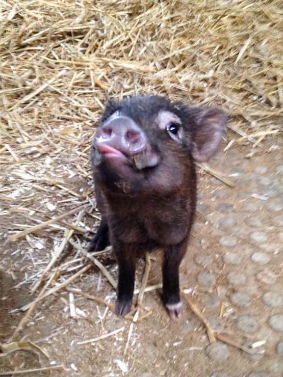 Gnadenhof-Schweinchen Basti / © 2015 Arche KaNaum (DN)